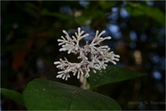 Chassalia ophioxyloides